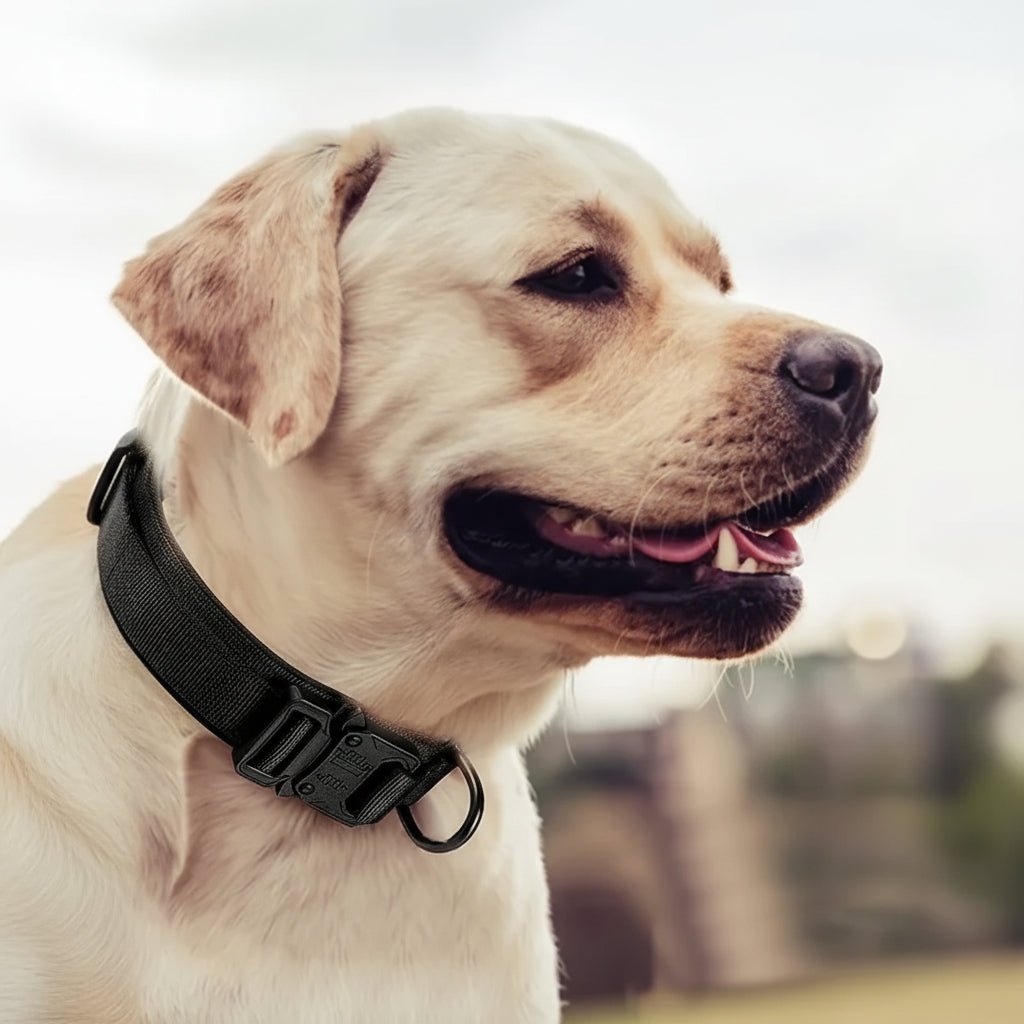 Heavy-Duty Tactical Dog Collar -